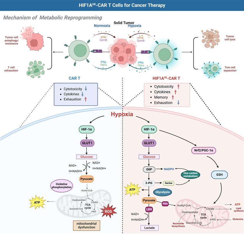 Graphical abstract